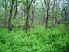 misc-forestry-017.jpg