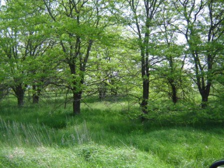 Honey Locust Trees