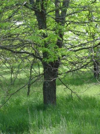 Honey Locust Trees