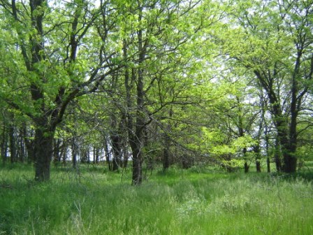 Honey Locust Trees