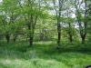 Honey Locust Trees