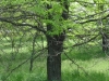 Honey Locust Trees