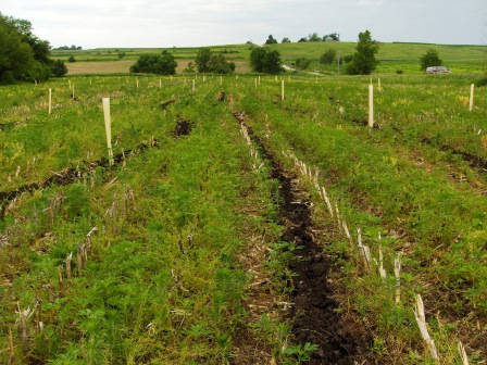 farm-creek-tree-planting-2010-007.jpg