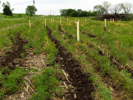 farm-creek-tree-planting-2010-008.jpg