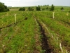 farm-creek-tree-planting-2010-007.jpg