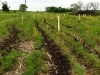 farm-creek-tree-planting-2010-008.jpg