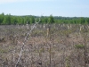 misc-forestry-002.jpg