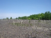 misc-forestry-009.jpg